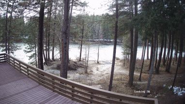 Ponderosa Webcam